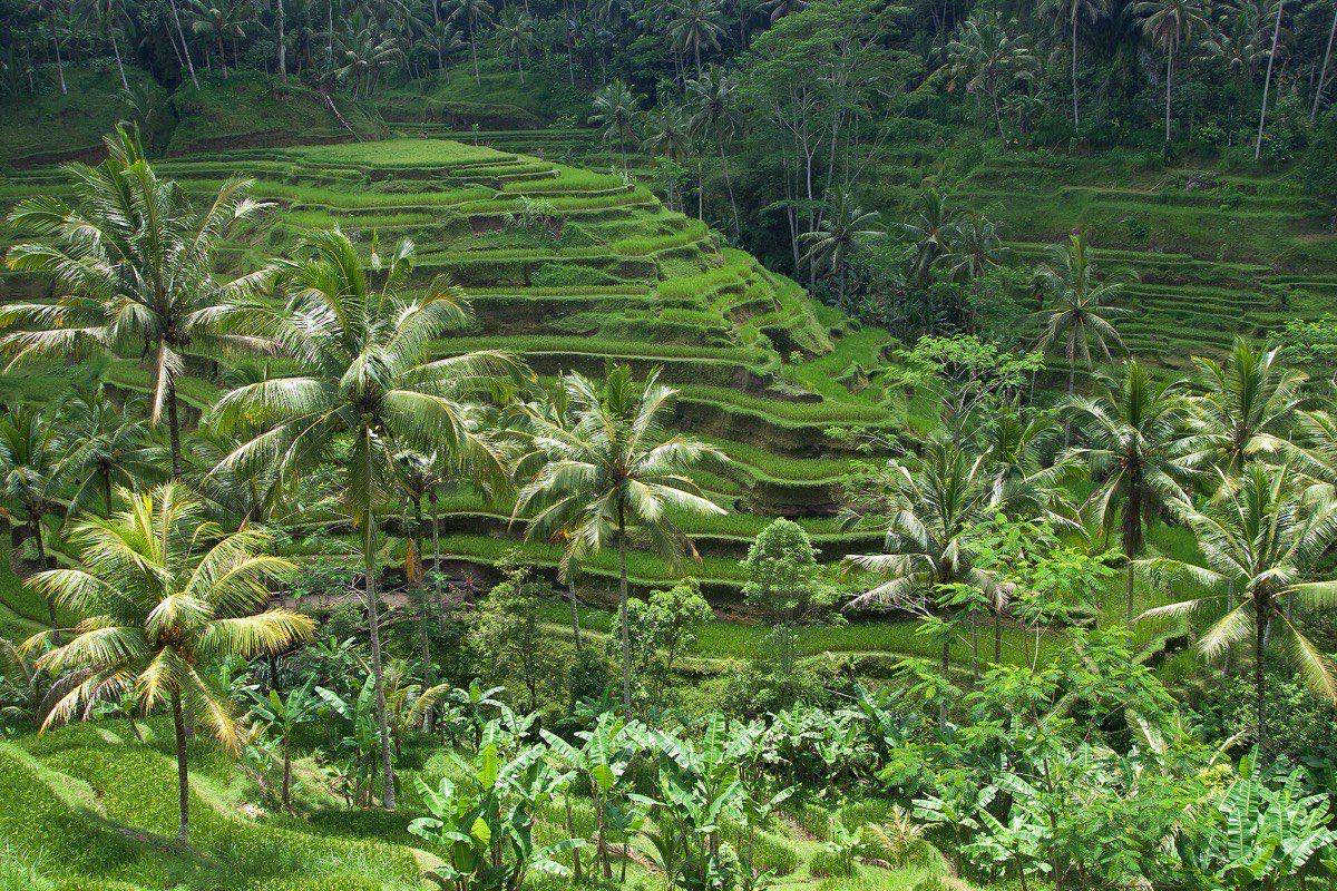 Lush green rice terraces and palm trees in Ubud, Bali