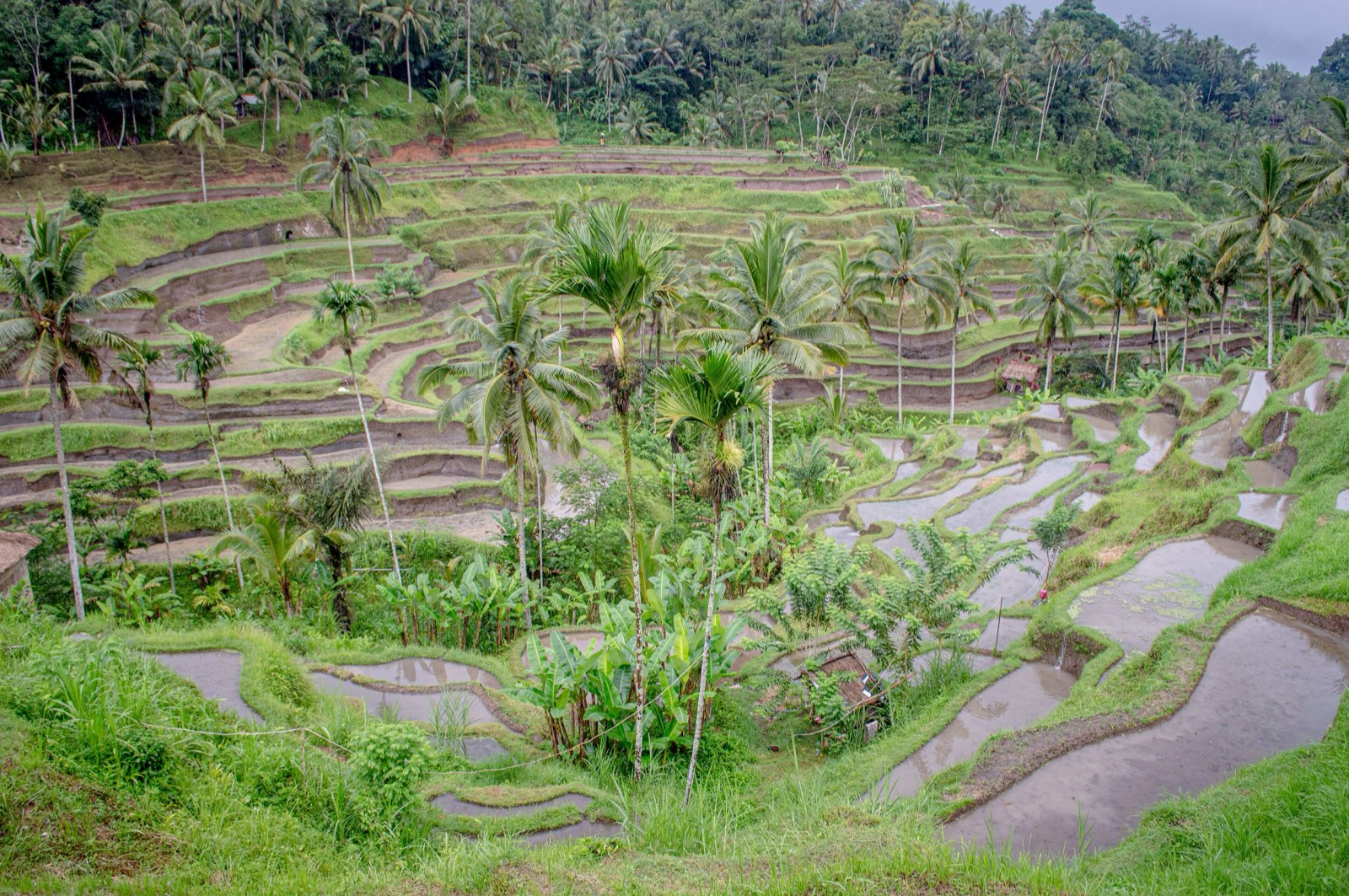 Lush green Tegallalang rice terraces on a calm morning in Bali